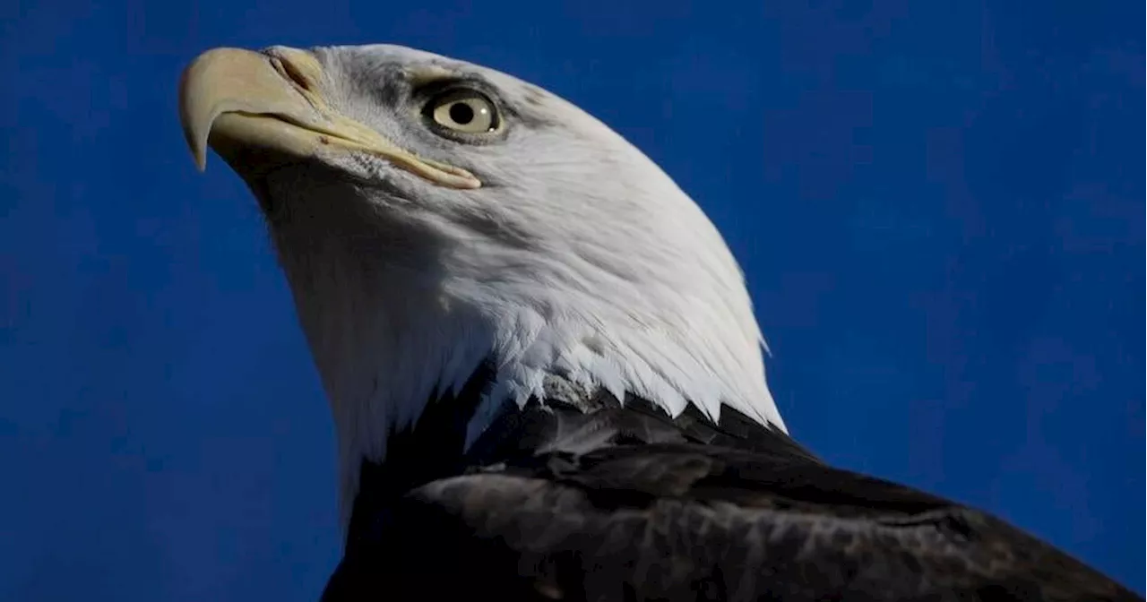 American bald eagles are having a moment, ecologically and culturally