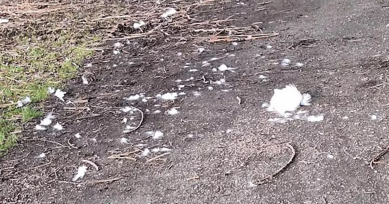 Woman tells how she felt 'physically sick' after witnessing baby swan attack