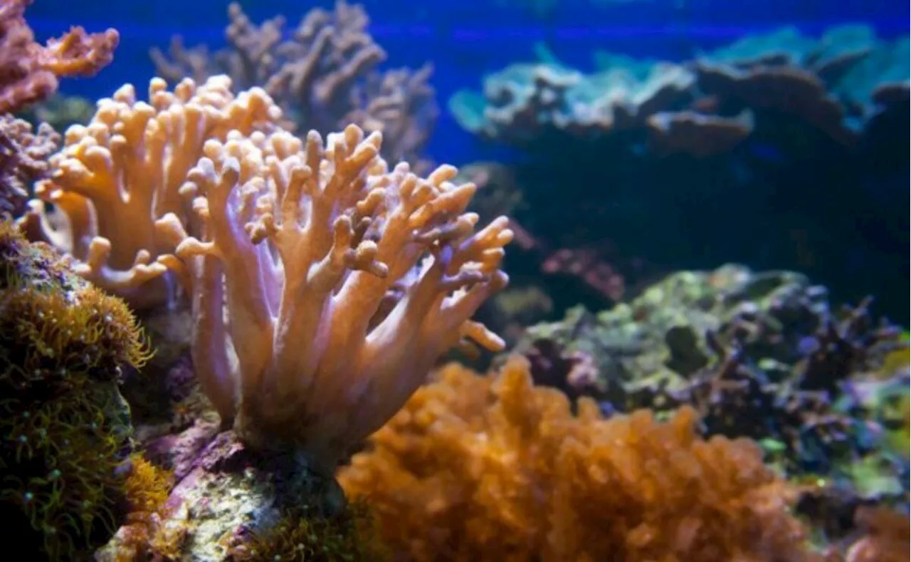 El coral, un misterio de la naturaleza; ¿es una planta o animal? esto dice una bióloga