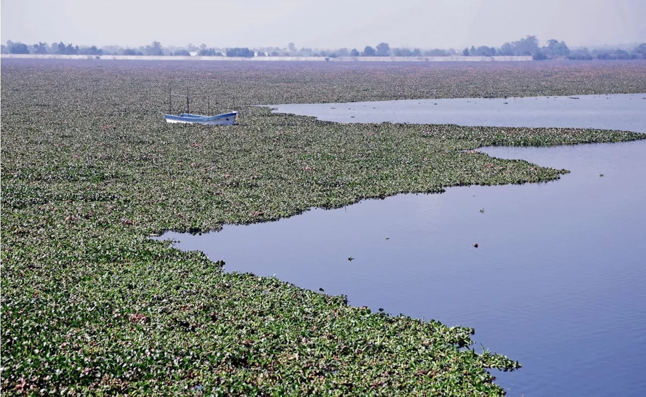 El lirio acuático vuelve a ser un problema en la laguna de Zumpango