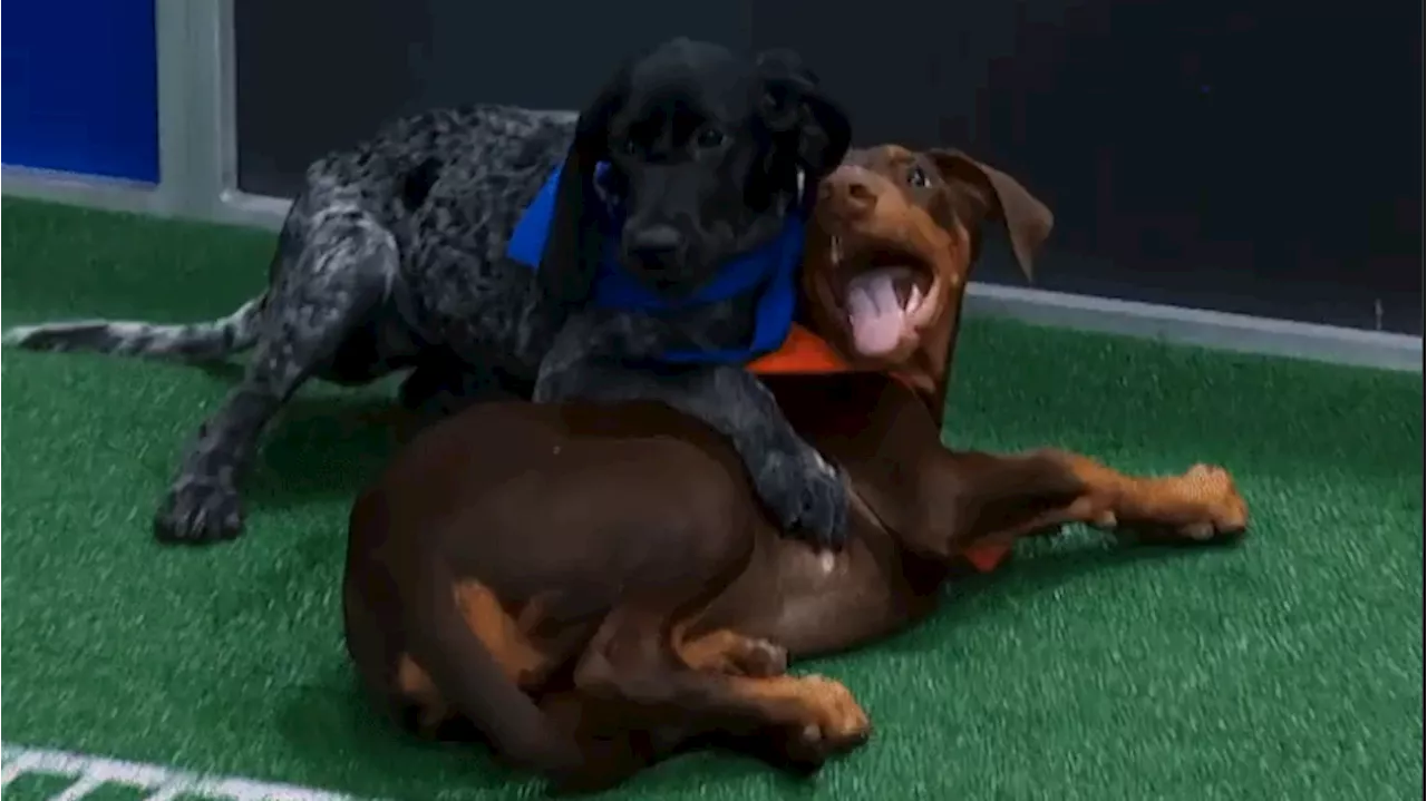 Canine Champions: From Dock Diving to Puppy Bowl Glory