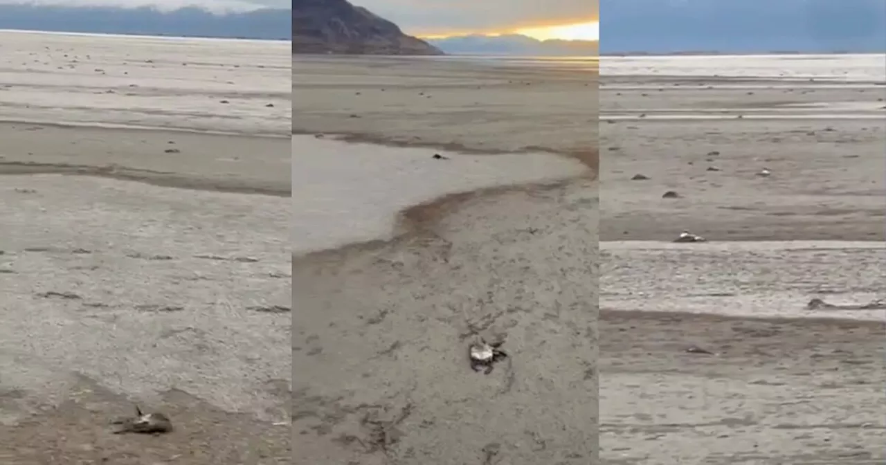 Thousands of Birds Die from Bird Flu at Great Salt Lake