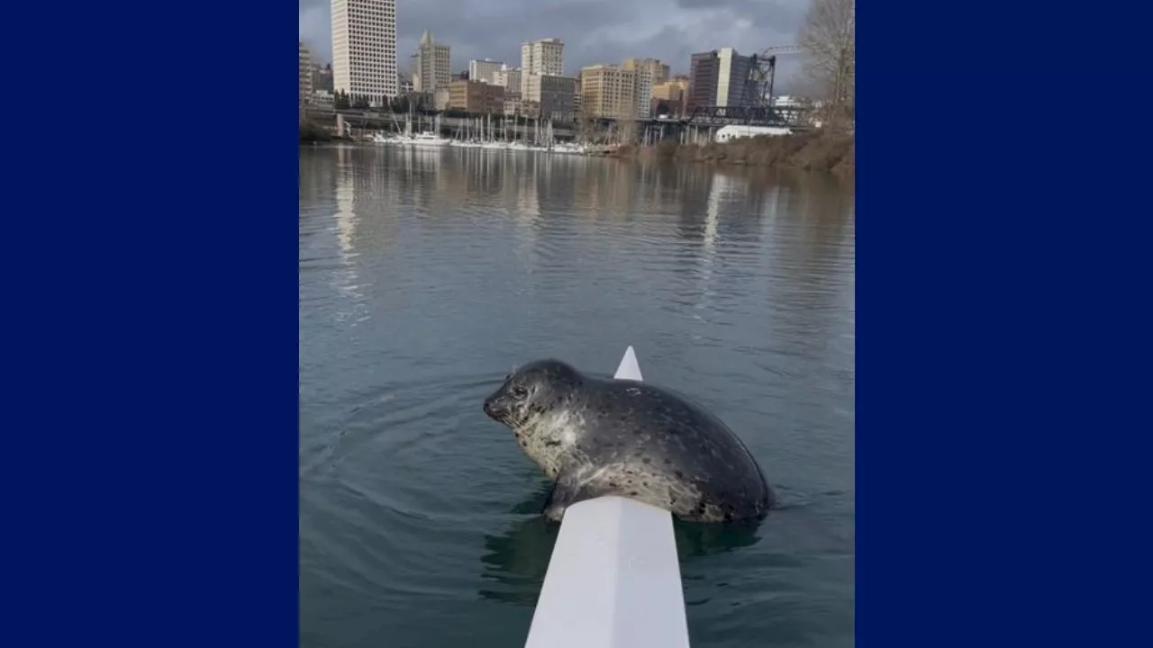 Man on business call surprised by seal visit in Tacoma, WA waters