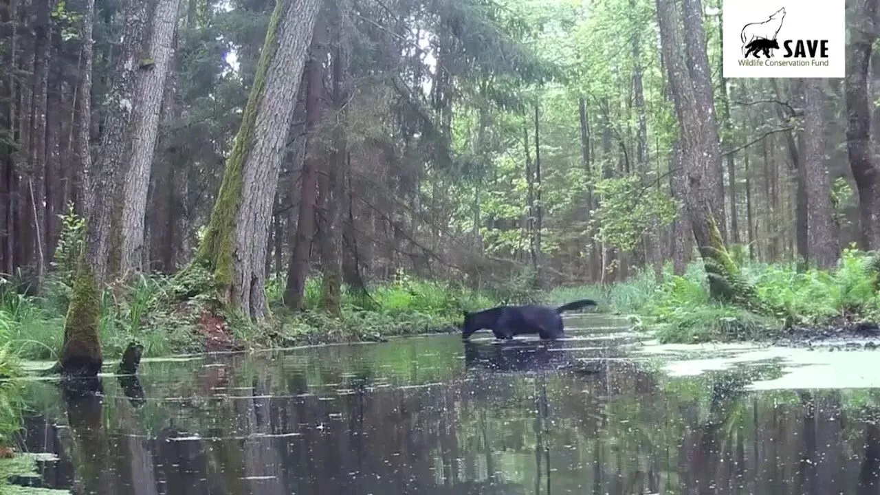 Rare Black Wolves Spotted in Polish Forest