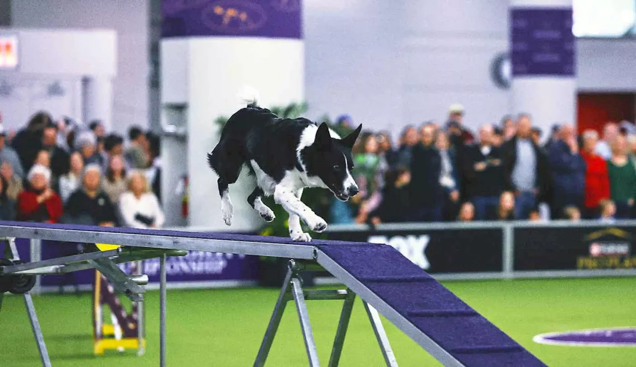 Border Collie Vanish Wins 12th Annual Masters Agility Championship Finals at WKC Dog Show