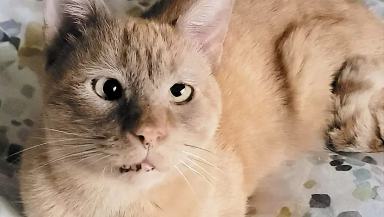 Finn, il gatto incrociato con il cuore d'oro