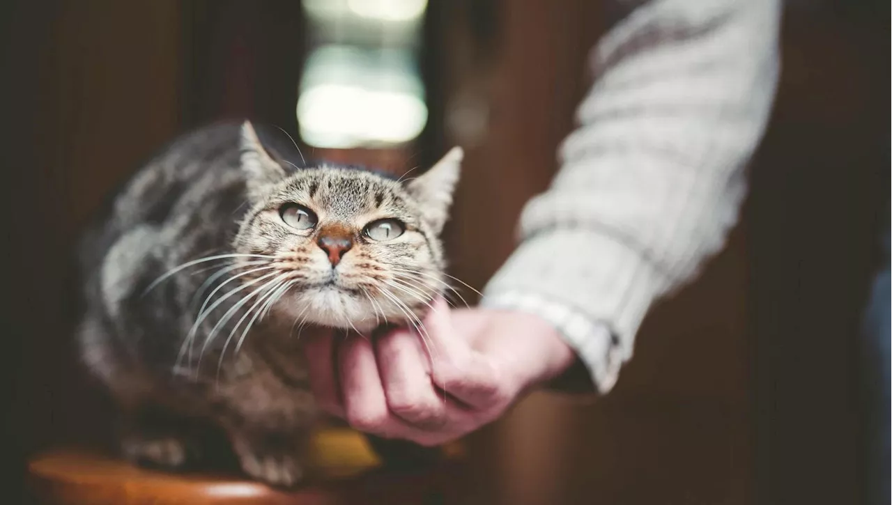 Salutare il Gatto: Un Arrivederci Senza Stress