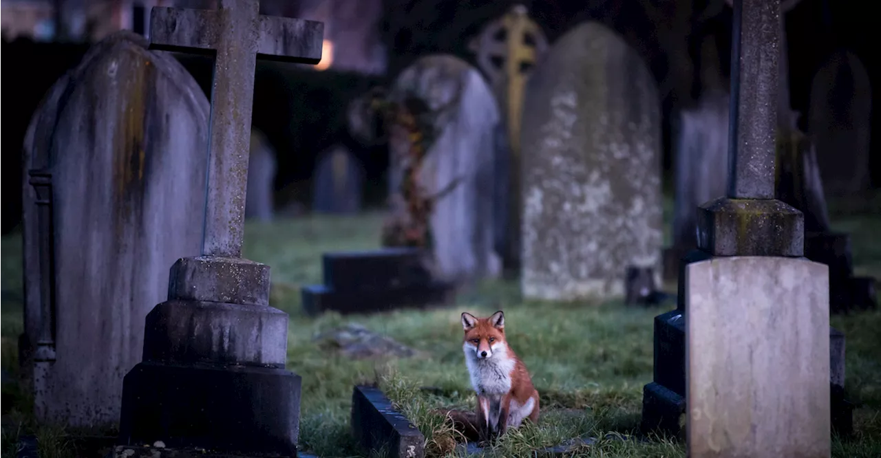 Un Cimitero come Un Parco