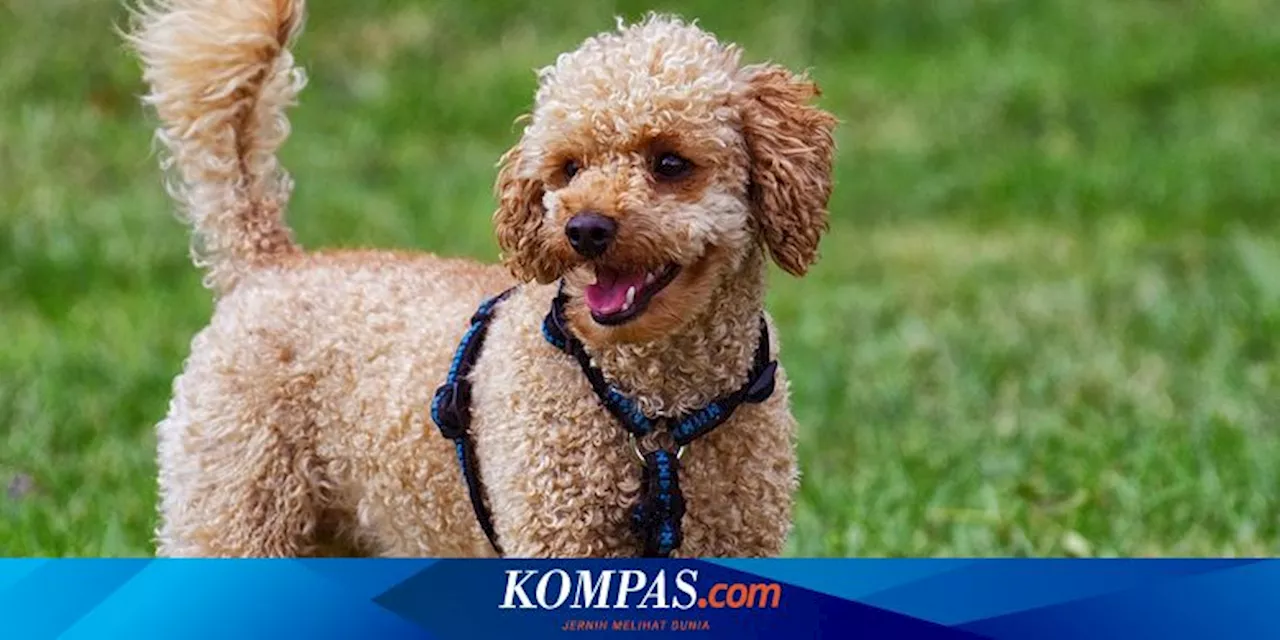 7 Ras Anjing Paling Populer Tahun 2024