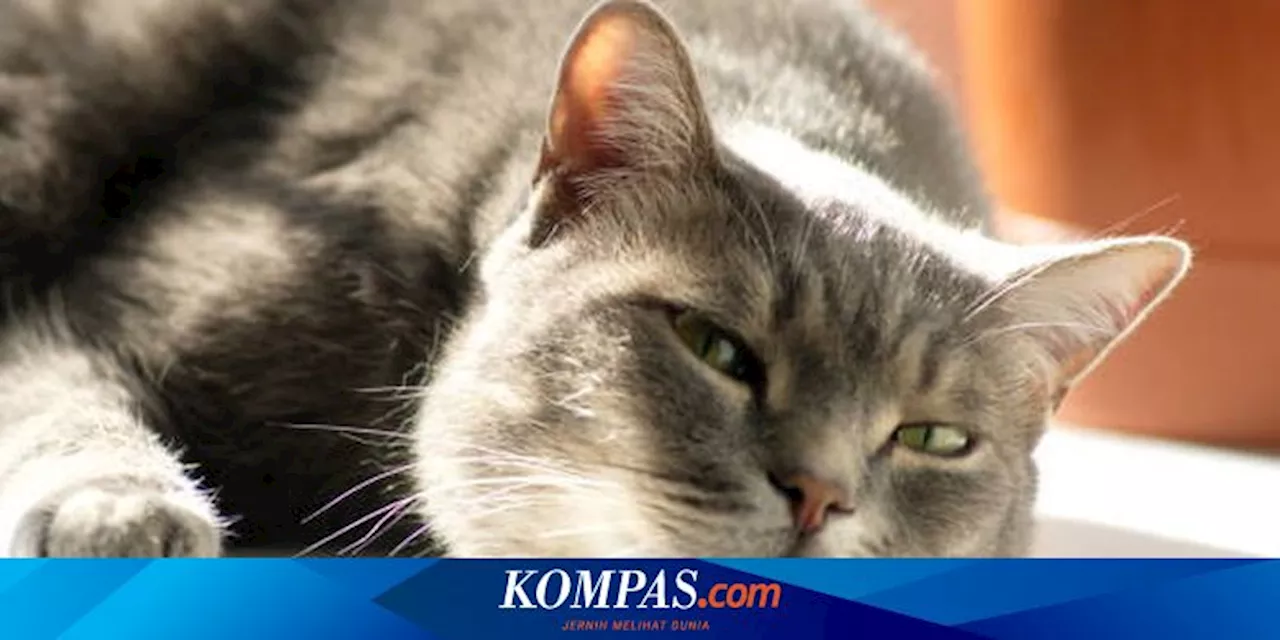 Apakah Kucing Bisa Bersedih? Ini Penjelasannya