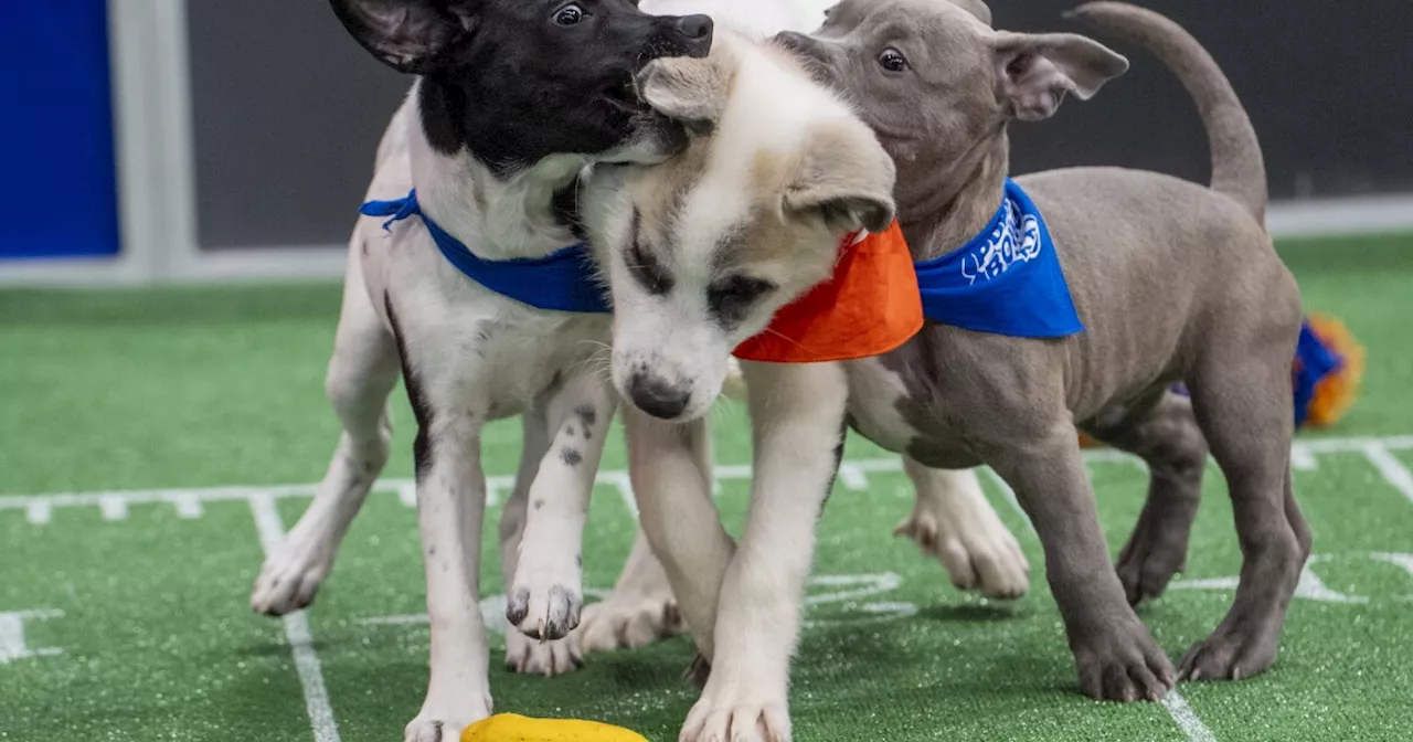 Puppy Bowl: More Than Just Cuteness, It's a Game