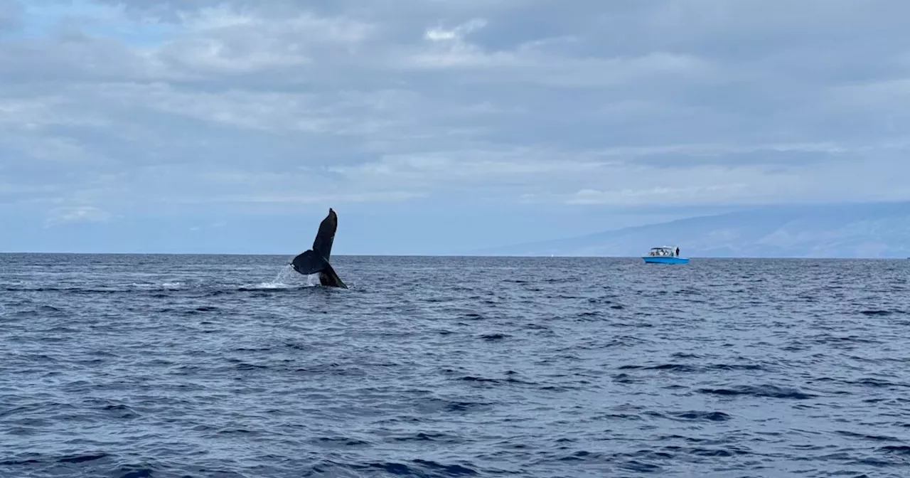 Whale Watching Renewed Hope in Fire-Ravaged Lahaina