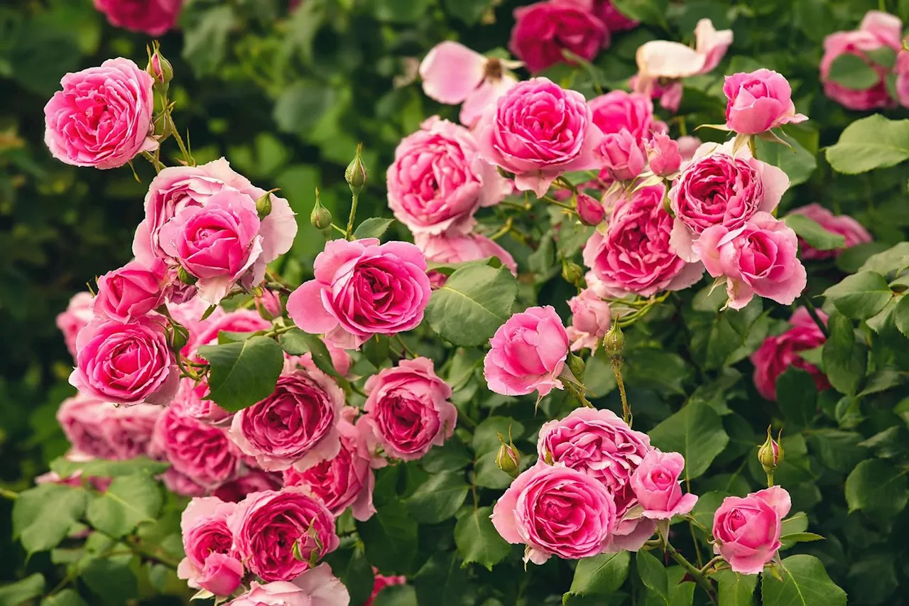 Jardin : on ne se lasse jamais des rosiers