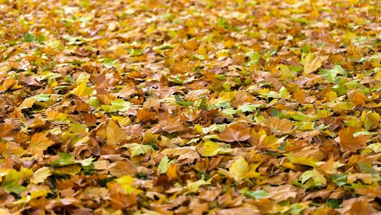 Ce souffleur de feuilles à prix réduit sur Amazon est le meilleur compagnon pour votre jardin