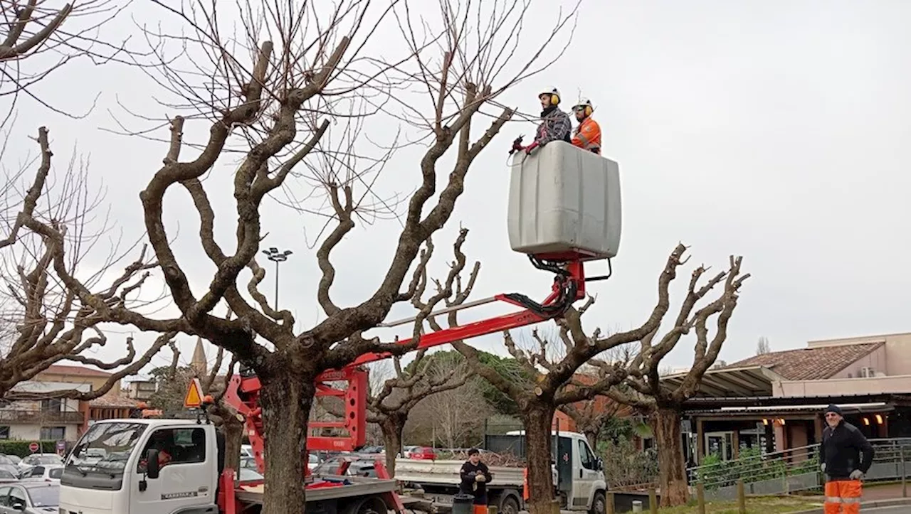 Espaces verts : 11 000 fleurs et 5 000 bulbes plantés cet hiver à Gaillac