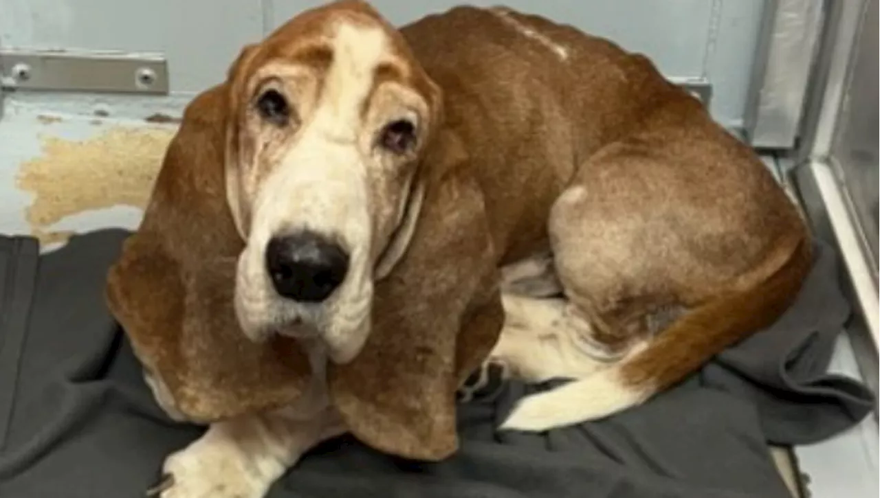 La Triste Fine di Willie, il Basset Hound Abbandonato che Ha Trovato una breve Felicità