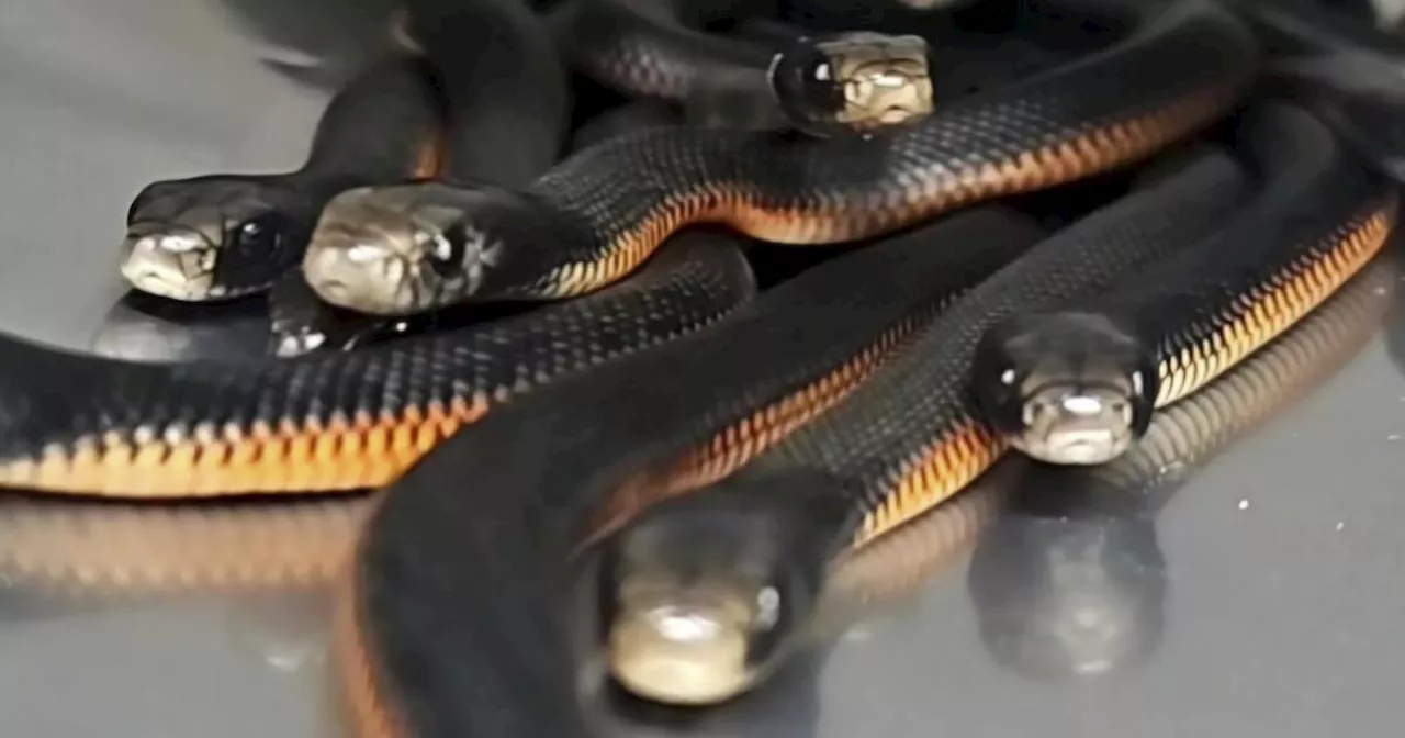 Over 100 Venomous Red-Bellied Black Snakes Found in Sydney Backyard