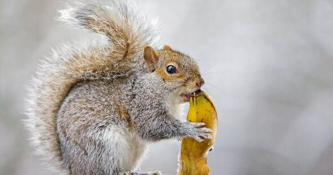 Gardeners Urged to Help Squirrels Survive Harsh Winter