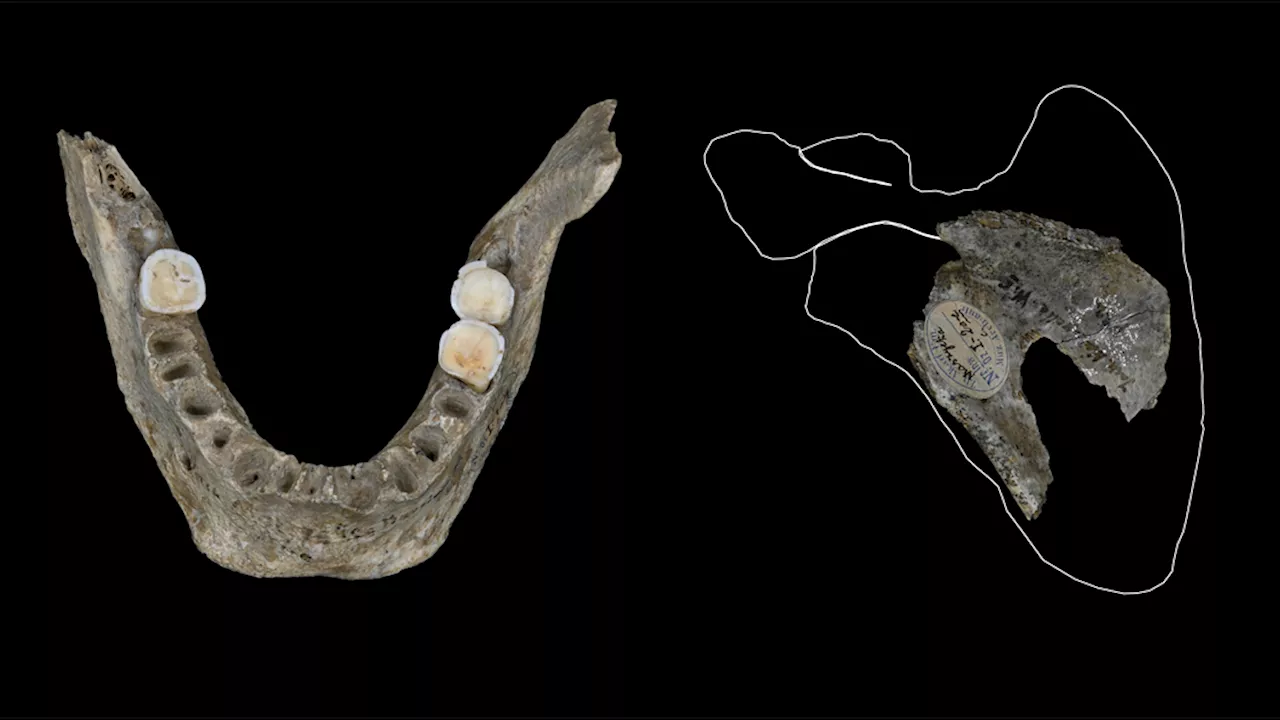 Ancient European Cannibalism Revealed in Polish Cave