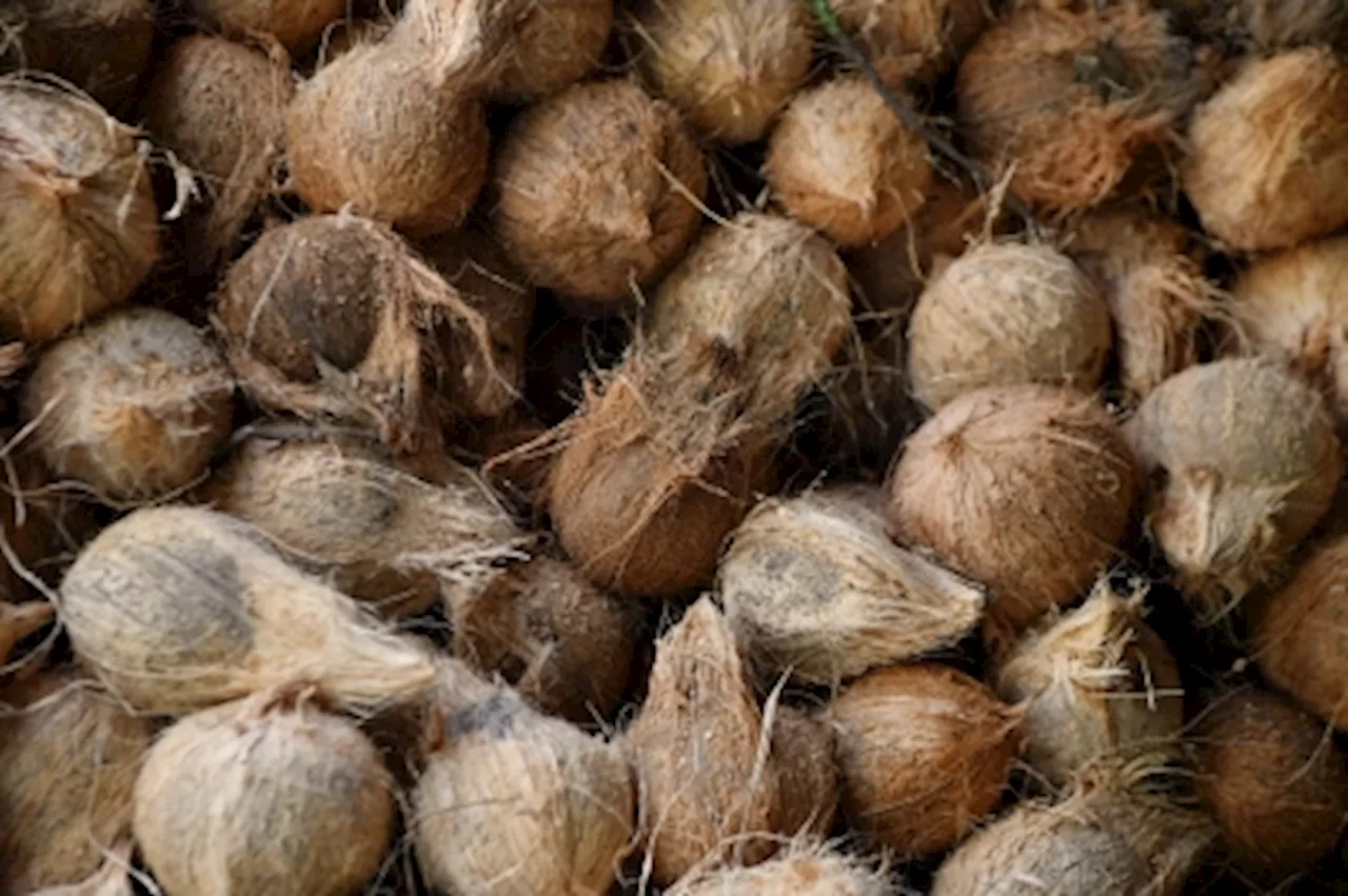 Fama Confident of Sufficient Coconut Supply for Ramadan and Raya Celebrations in Kelantan