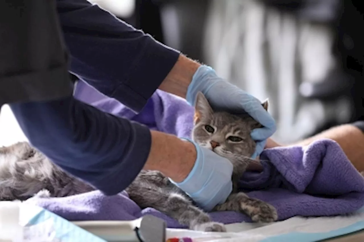 Over 24,000 Cats Licensed in Singapore Since New Rules