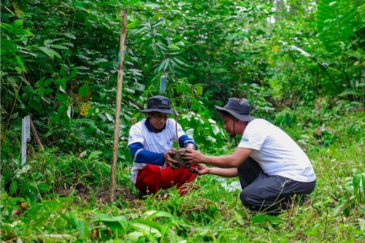 Program BRI Menanam - Grow & Green Dorong Ekonomi dan Tangani Perubahan Iklim di Tanjung Prepat