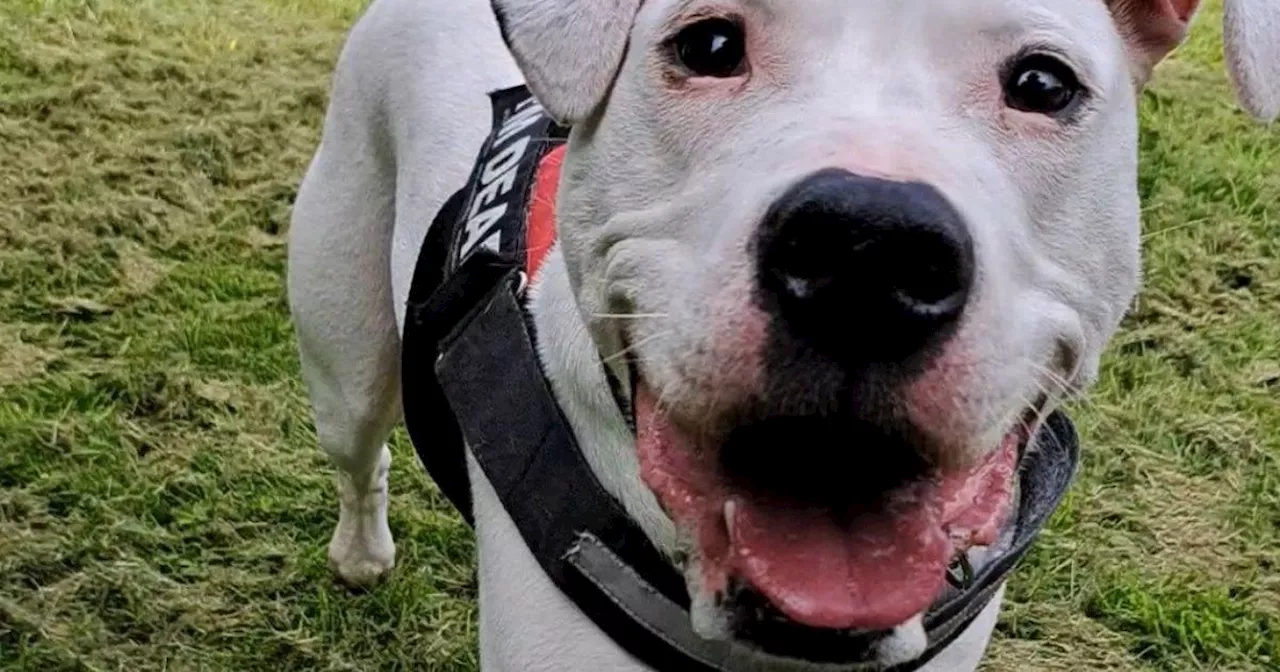 Deaf dog learns sign language to find forever home