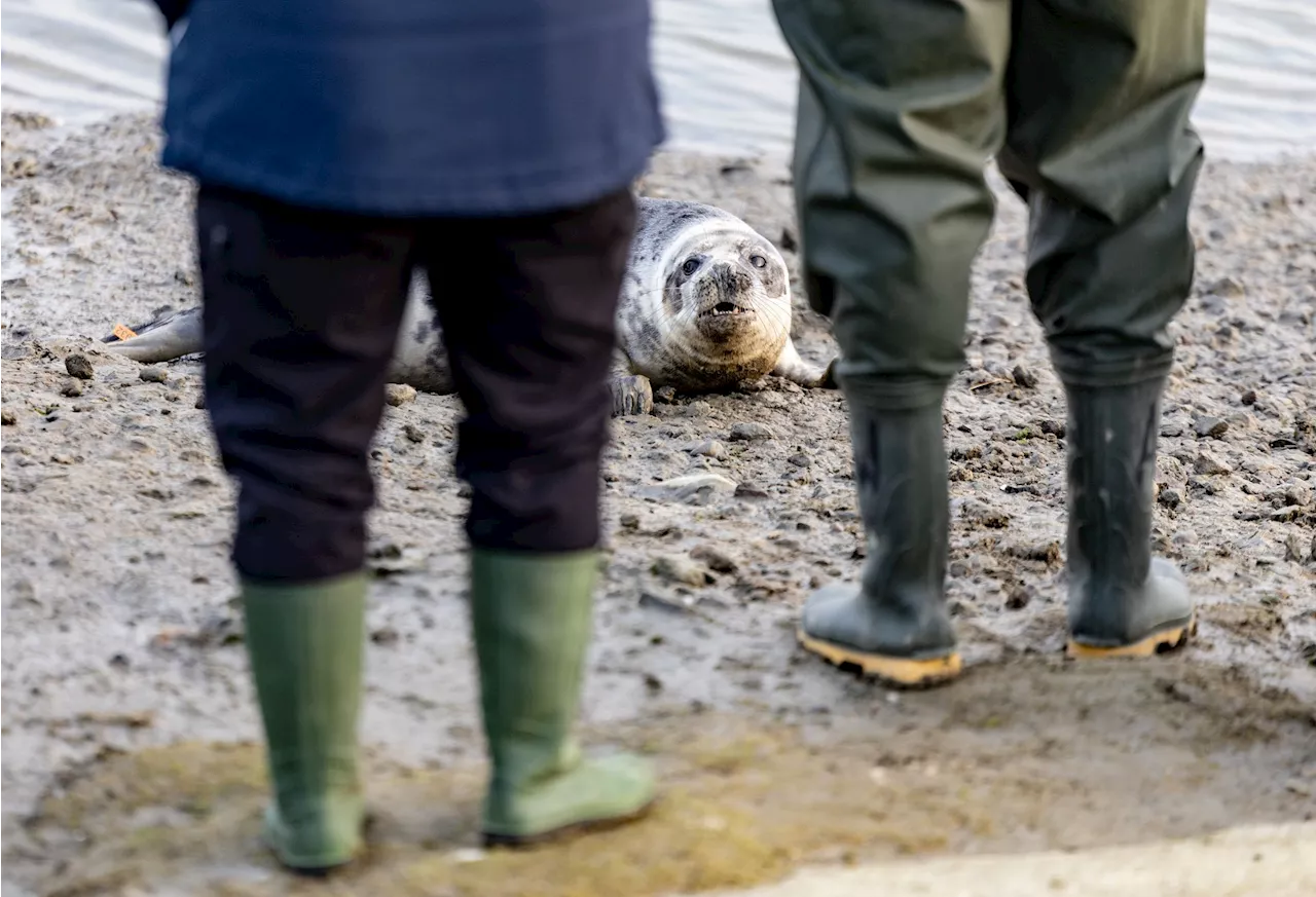 Erste Kegelrobbenjungen der Saison ausgewildert