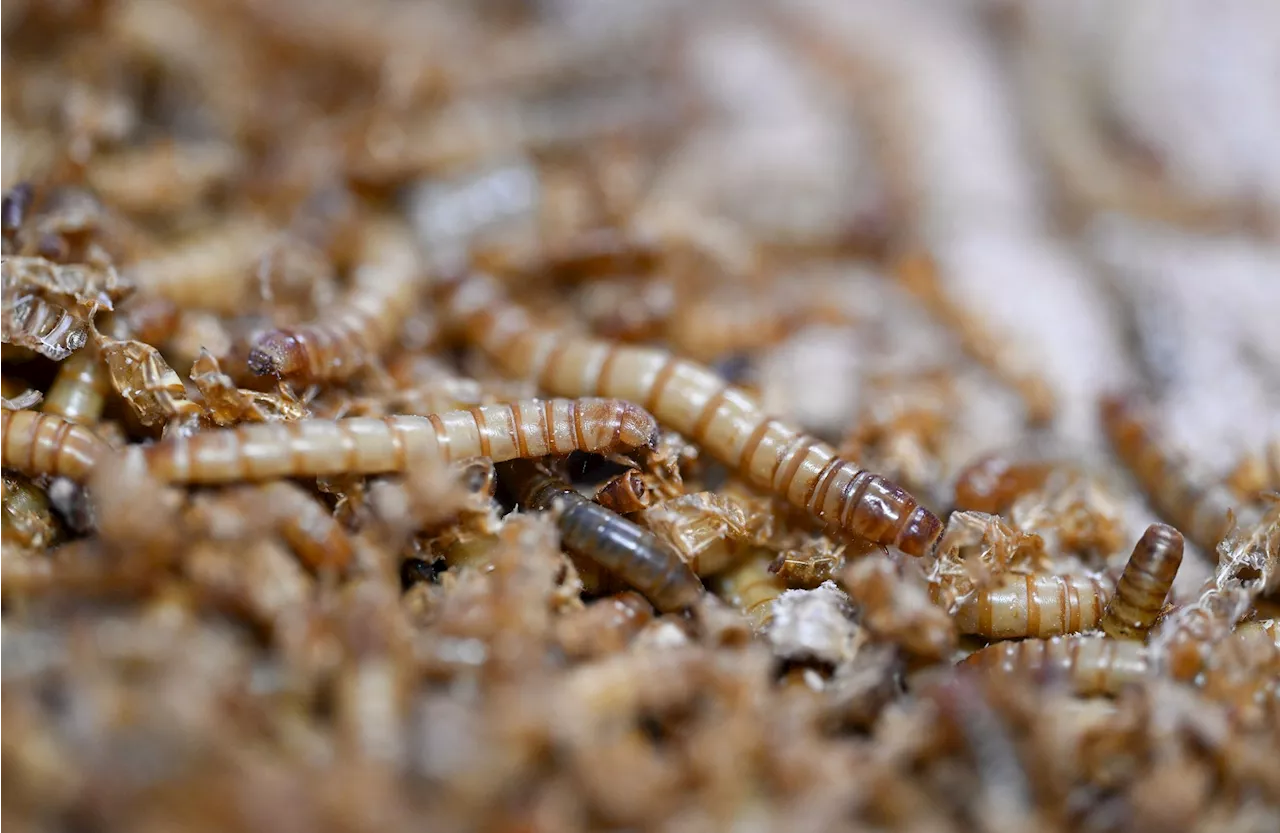 EU erlaubt UV-Behandlung für Insektenpulver in Lebensmitteln