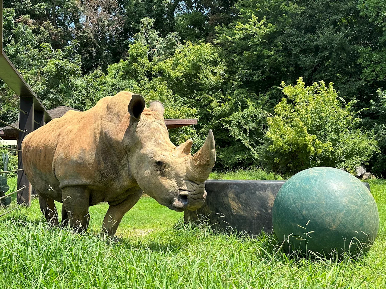 Beloved Zoo Rhino Dolly Euthanized at Age 55