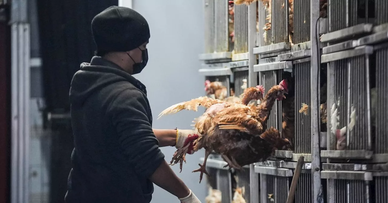 Bird Flu Forces Live Poultry Market Closures in New York