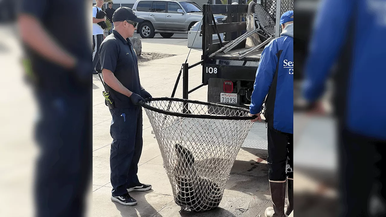 California sea lion pup rescued by SeaWorld at Mission Beach