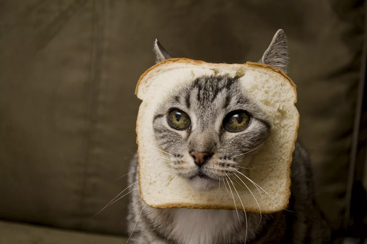 Cat Tricks Owner Into Questioning Sanity By Stealing Food Twice