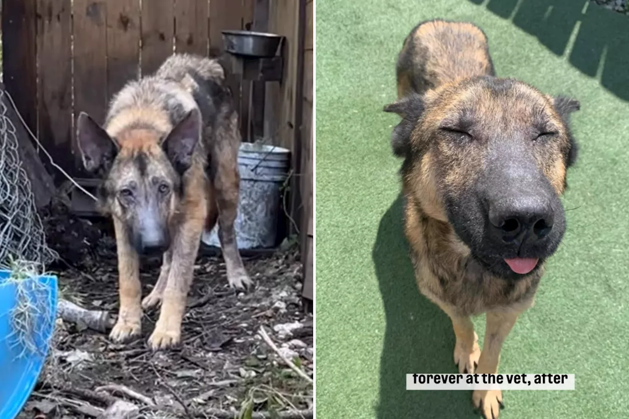 Hurricane Survivor German Shepherd Finds Forever Home After Being Tied to a Tree in Neglect