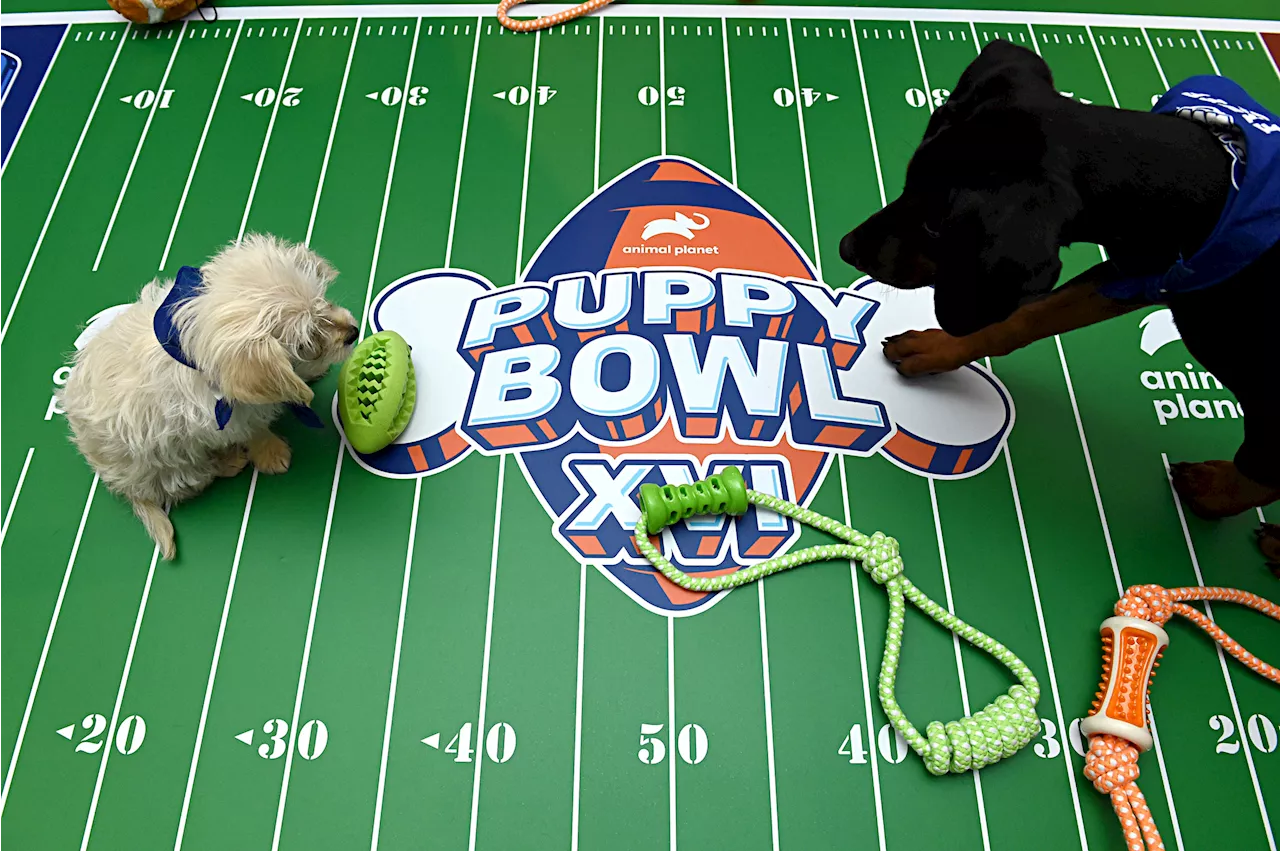 Team Fluff Takes Home the Lombarky Trophy in Animal Planet's Puppy Bowl XXI