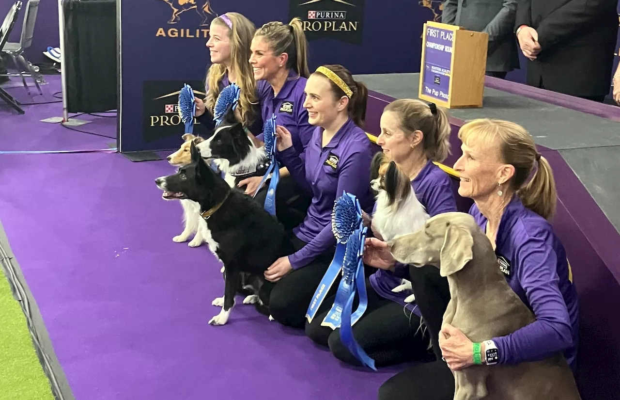 Westminster dog show 2025: Vanish the border collie wins agility, reappears at finish line