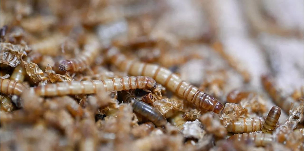 EU Zulassung für UV-behandeltes Insektenpulver in Lebensmitteln