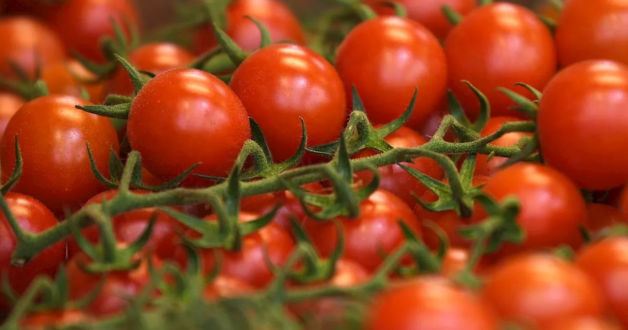 Avoid Air-Freighted Tomatoes in February to Reduce Carbon Footprint