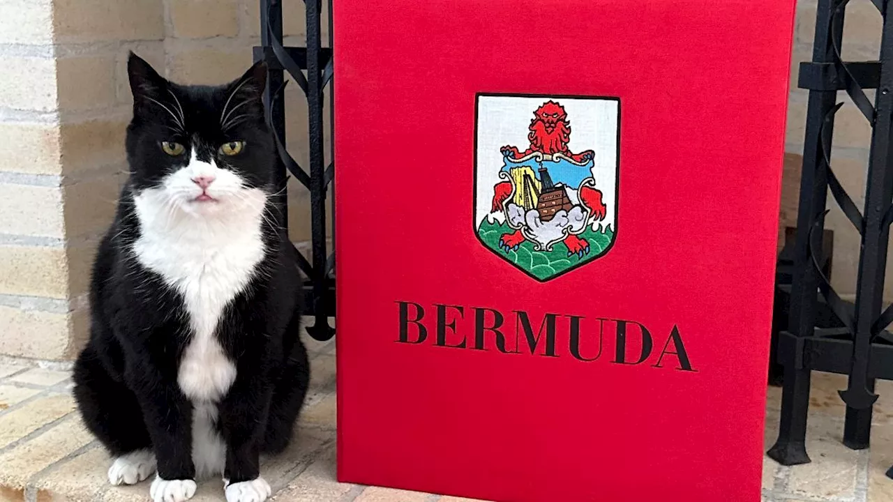 Der Diplomaten-Kater Palmerston kehrt zurück