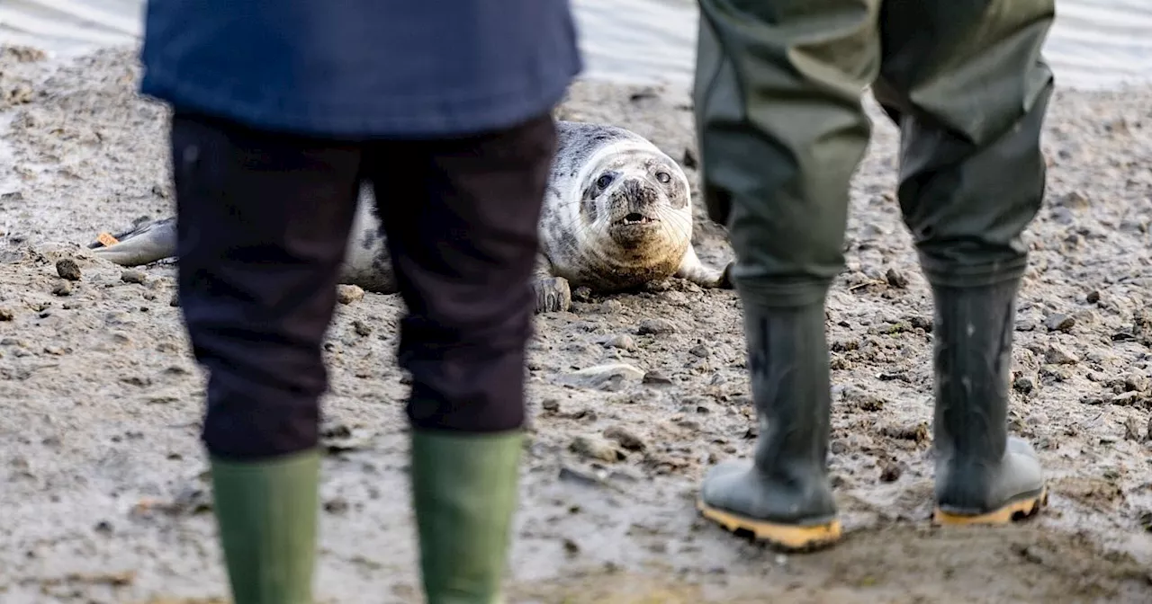 Die Robben sind los - erste Heuler der Saison ausgewildert