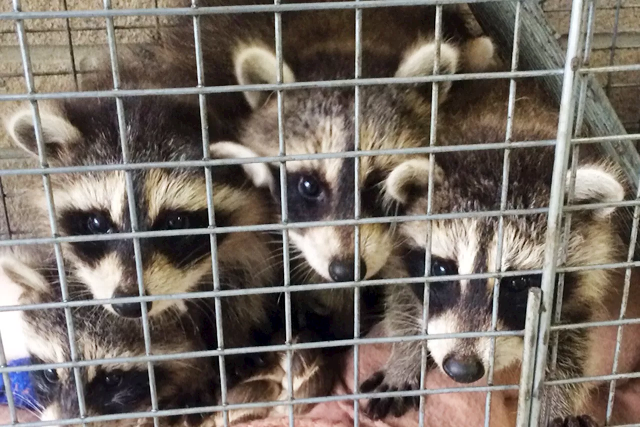 Long Island raccoon tests positive for rabies in latest case to hit area