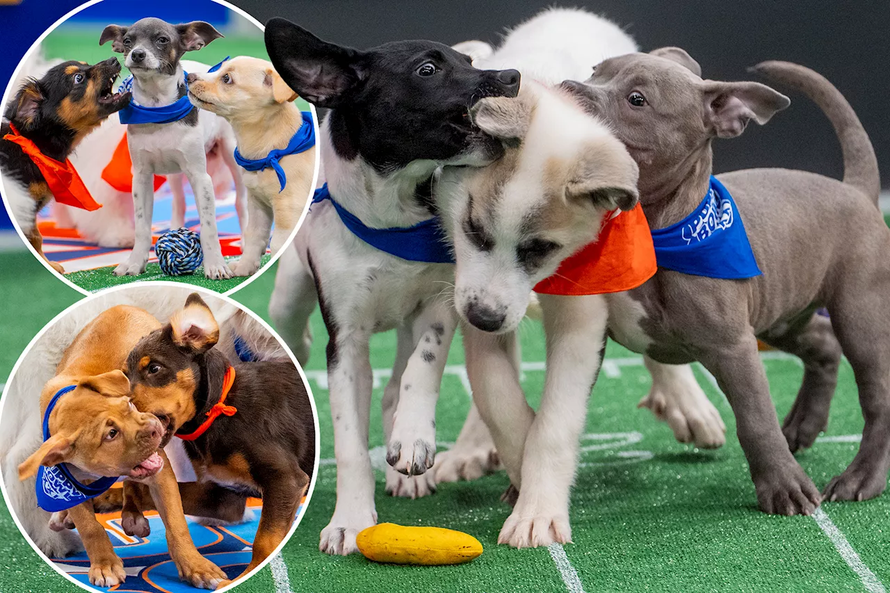 Puppy Bowl XVII: Get Ready for Unorganized Chaos and Adorable Pups