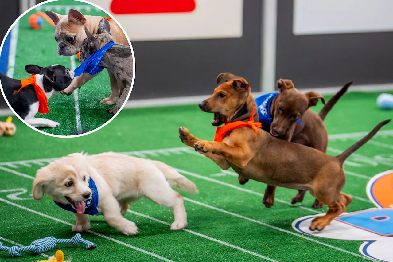 Team Fluff Triumphs in a Close Puppy Bowl Showdown