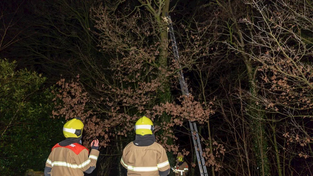 112-nieuws: kat in boom • stroomstoring Asten