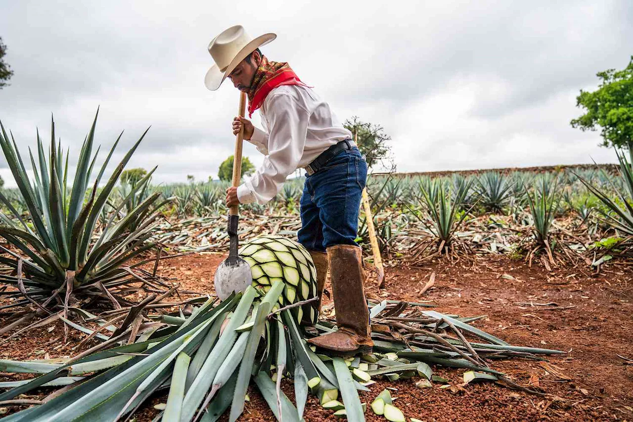 El Maravilloso Mundo del Tequila: Encuentra la Expresión Perfecta para Tu Paladar