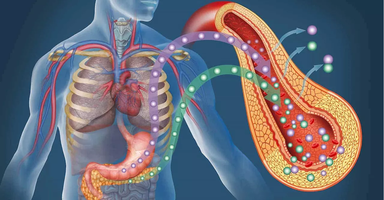 Adrenomedulina: La hormona que podría alterar la señalización de la insulina en la diabetes tipo 2