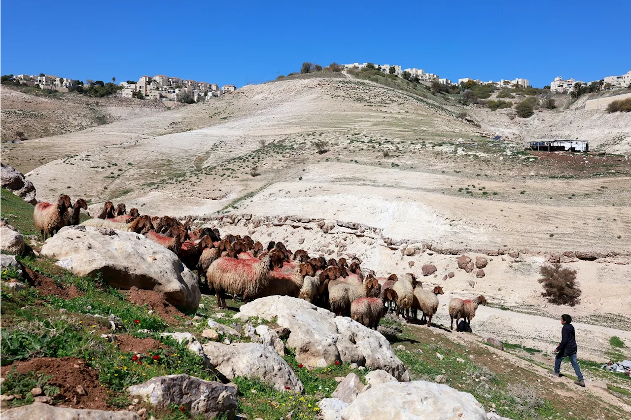 Settler Violence Forcing Palestinian Bedouin from Their Land in the West Bank