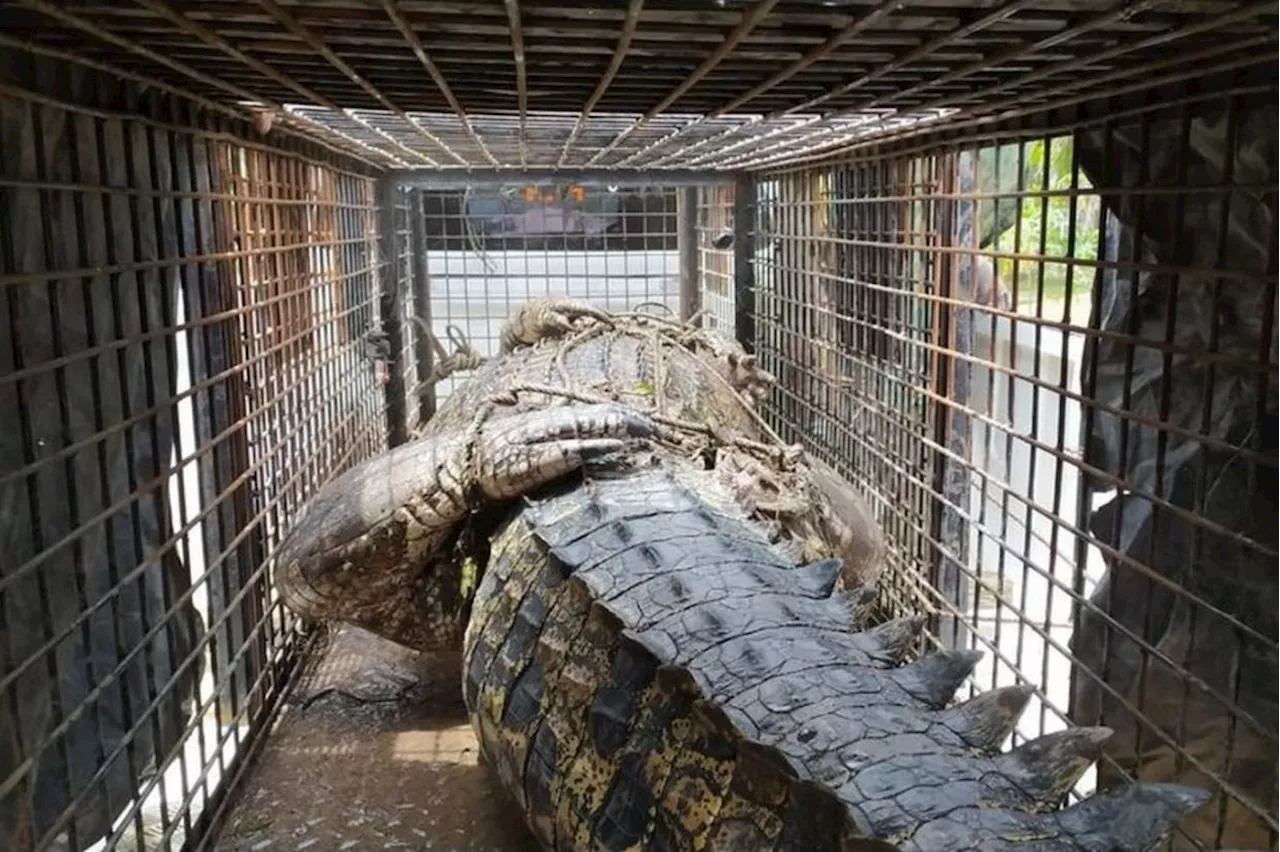 Authorities demand closure of Batam crocodile farm after 105 reptiles escape