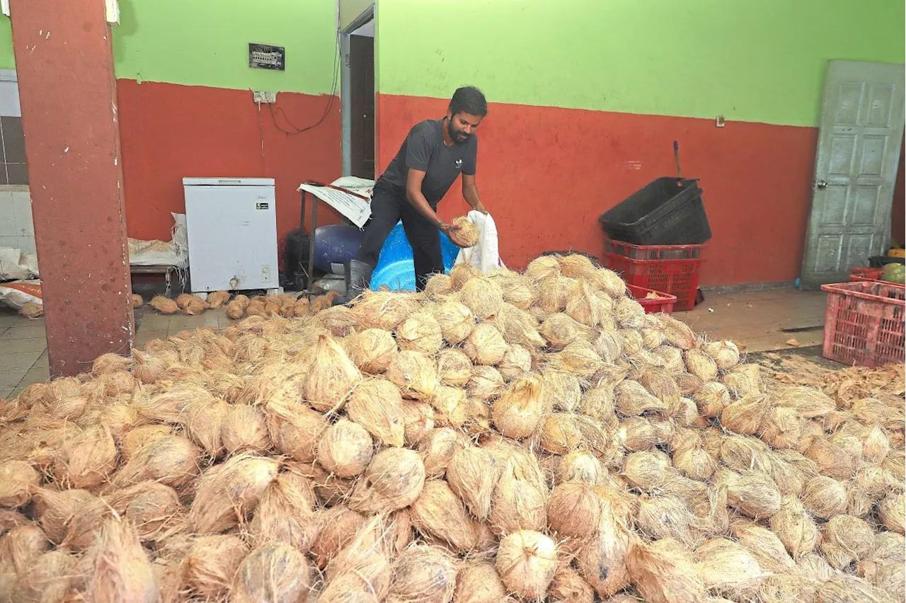 Erratic weather blamed for dwindling coconut supply