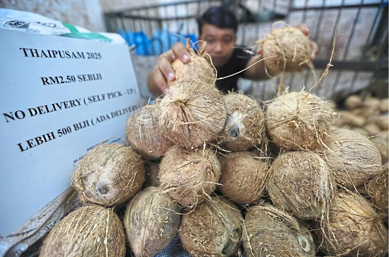 Fama Ensures Sufficient Coconut Supply for Ramadan and Aidilfitri in Kelantan